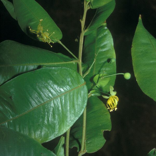 Swartzia arborescens Fleur