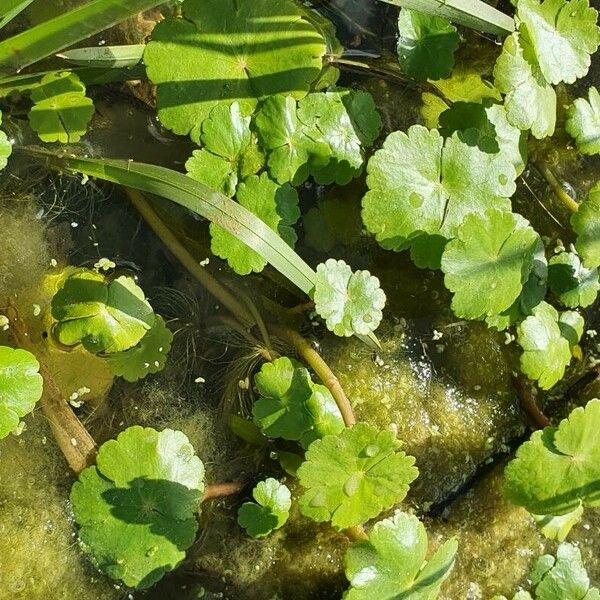 Hydrocotyle ranunculoides Лист