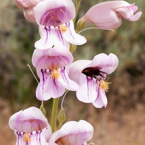 Penstemon palmeri Flor