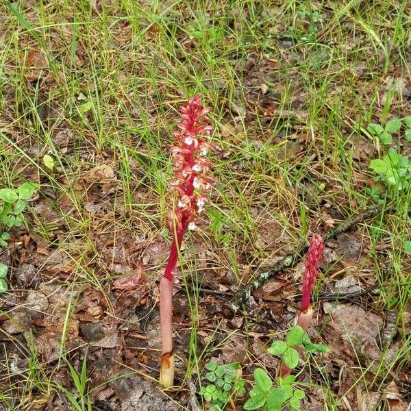 Corallorhiza maculata Blomma