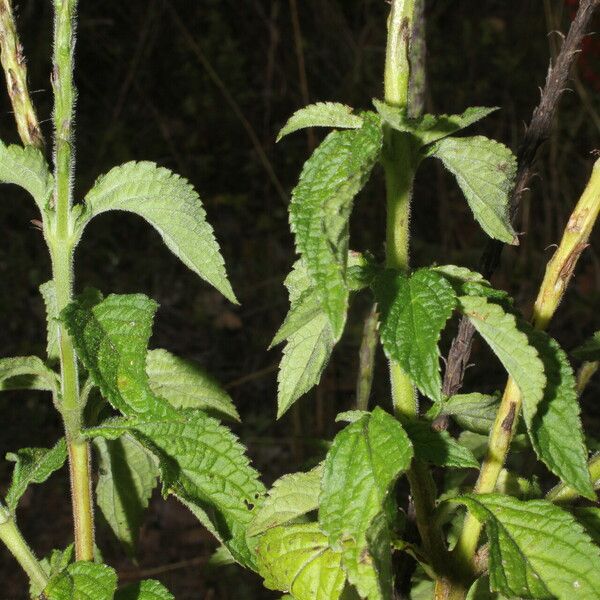 Stachytarpheta jamaicensis Yaprak