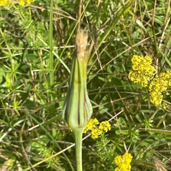 Tragopogon pratensis Flower