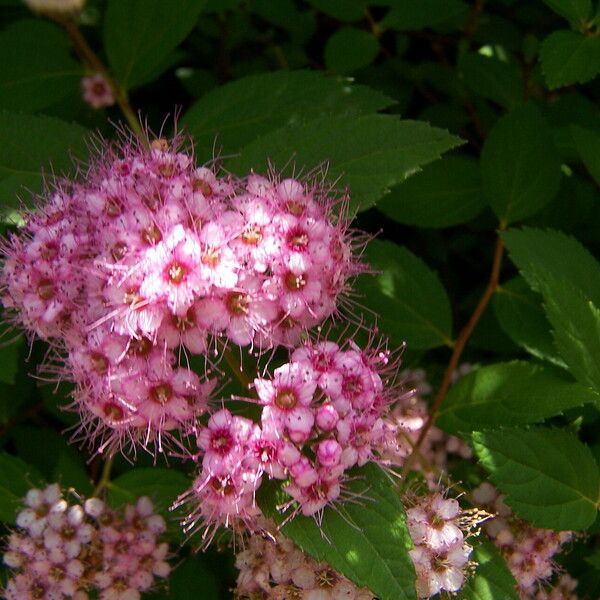 Spiraea japonica Flower