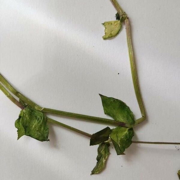 Cerastium brachypetalum Leaf
