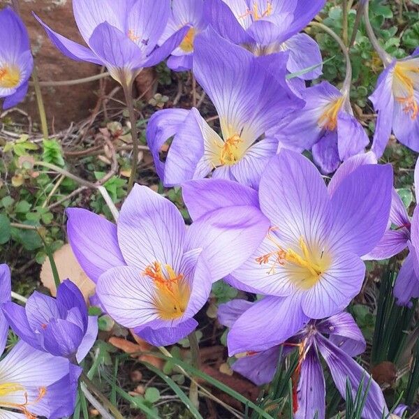 Crocus speciosus Цвят