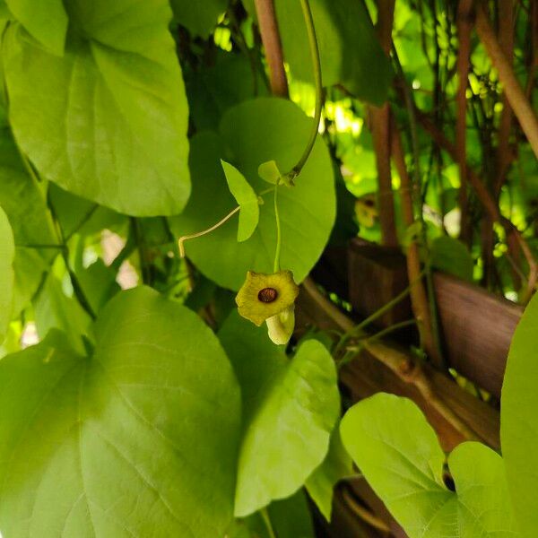 Aristolochia macrophylla Flower