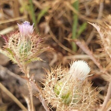 Atractylis cancellata Flower