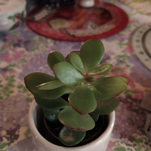 Crassula ovata Blad