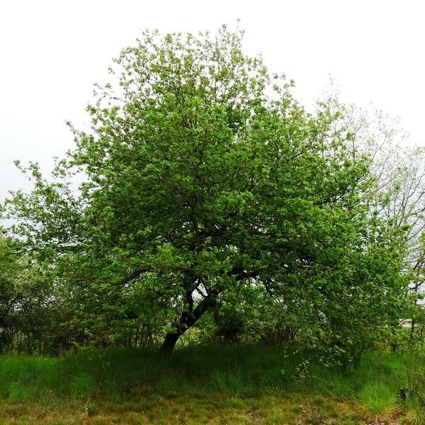 Quercus pubescens Hábito