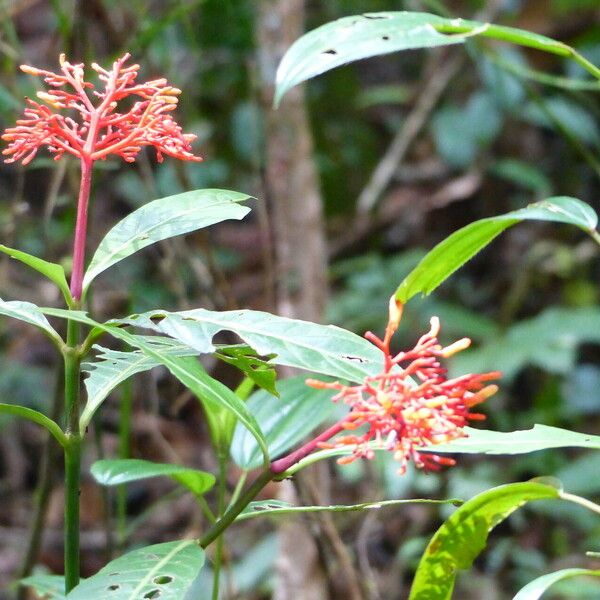 Palicourea guianensis Flors