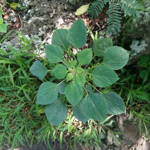 Acalypha indica ഇല