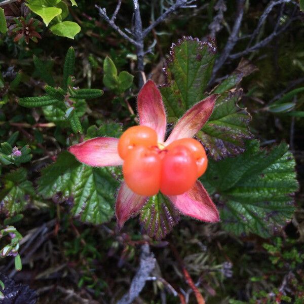 Rubus chamaemorus 花