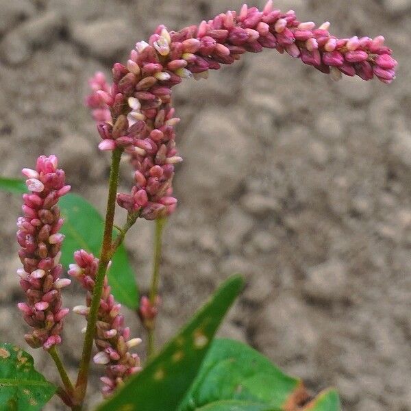 Persicaria maculosa Blomst