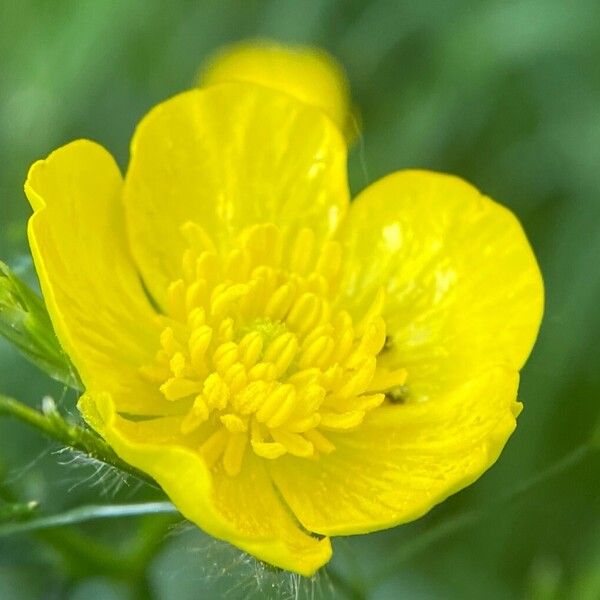 Ranunculus polyanthemos Flors