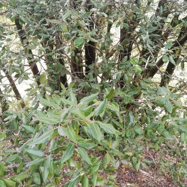 Quercus ilex Plante entière