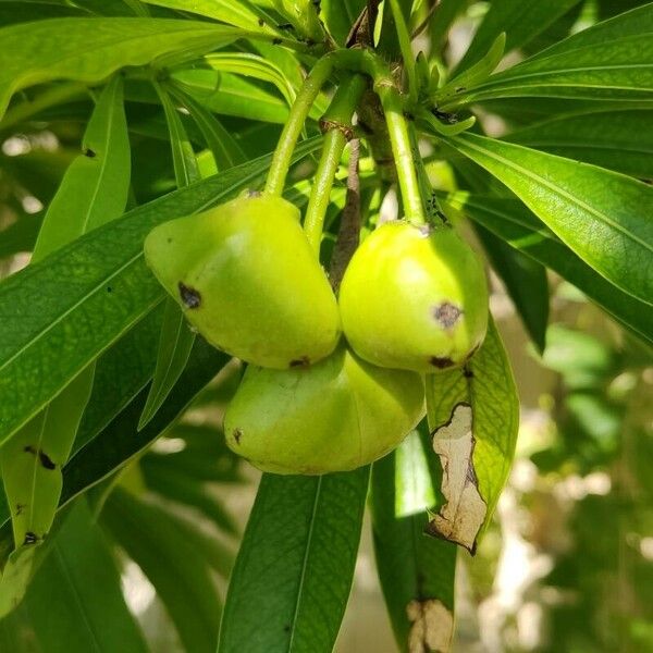 Cascabela thevetia Fruct