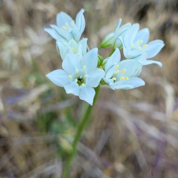 Triteleia hyacinthina Flower