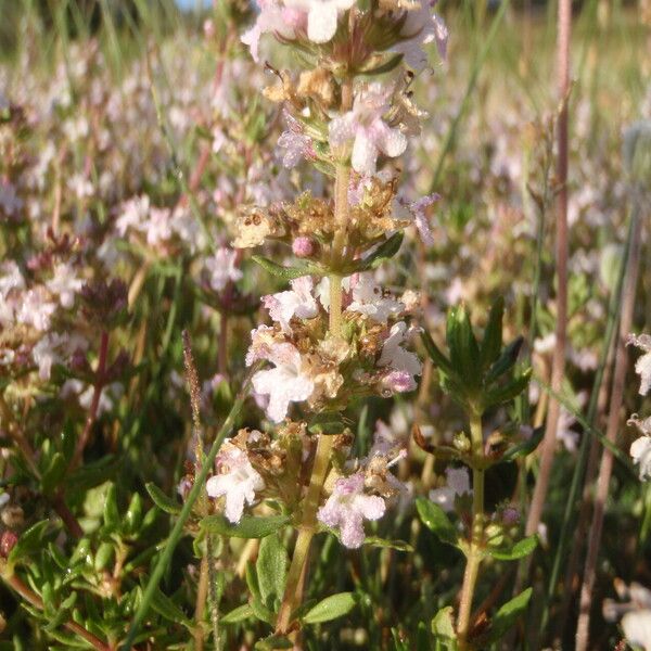 Thymus longicaulis Flower