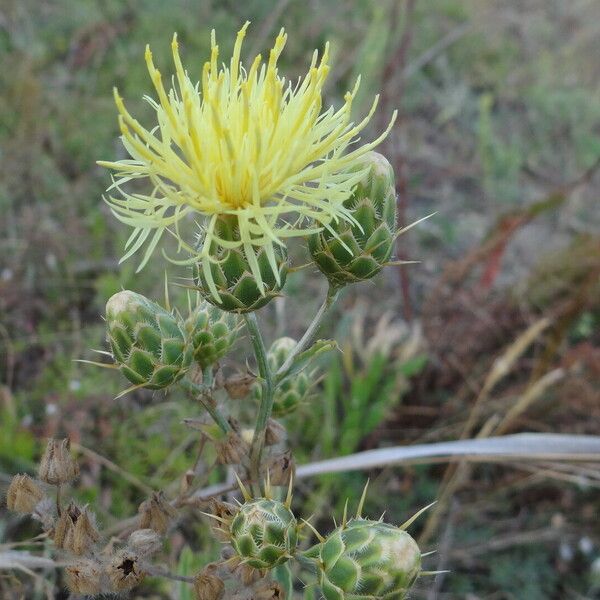 Centaurea salonitana Λουλούδι