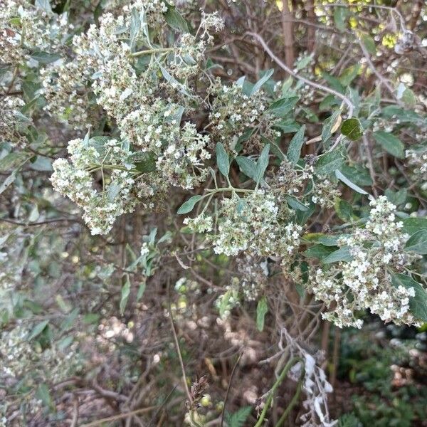 Bystropogon canariensis 花