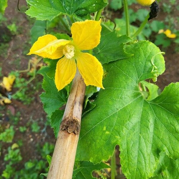 Benincasa hispida Flor