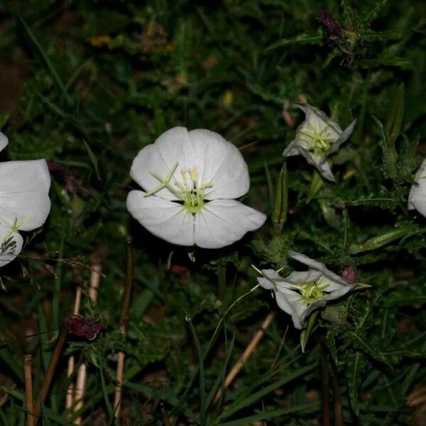 Oenothera tetraptera Virág