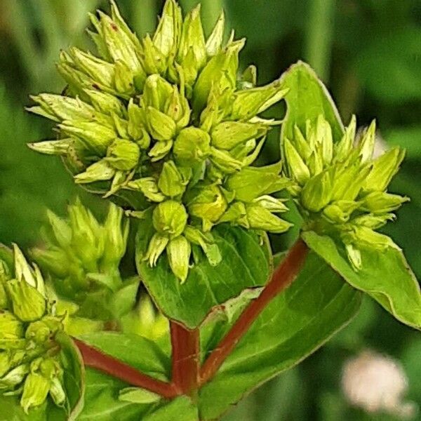 Hypericum tetrapterum Kukka