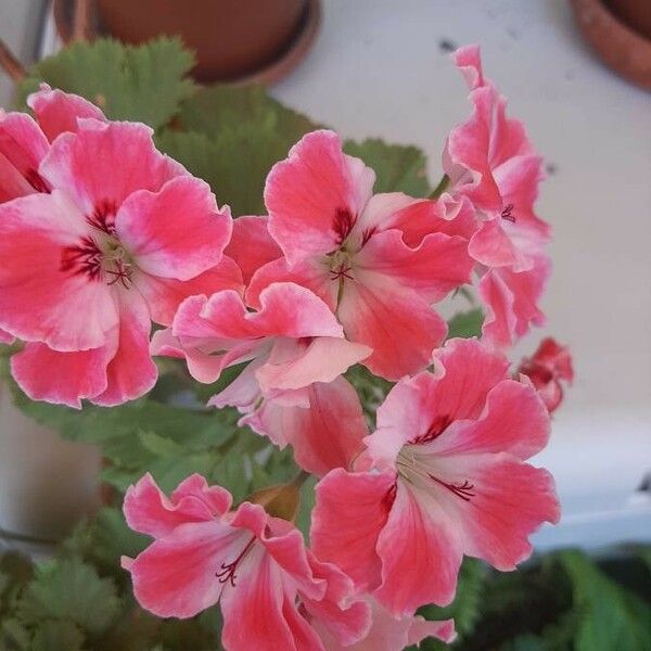 Pelargonium × hybridum Квітка