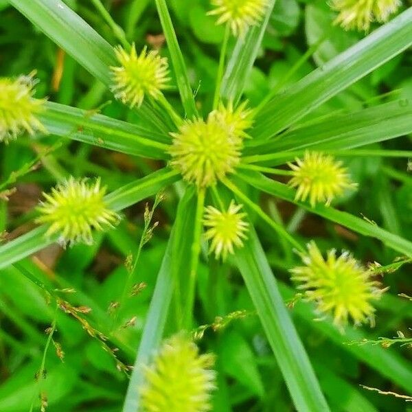 Cyperus alopecuroides 花