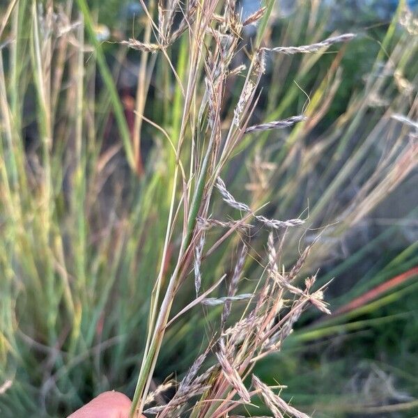 Hyparrhenia hirta Flors