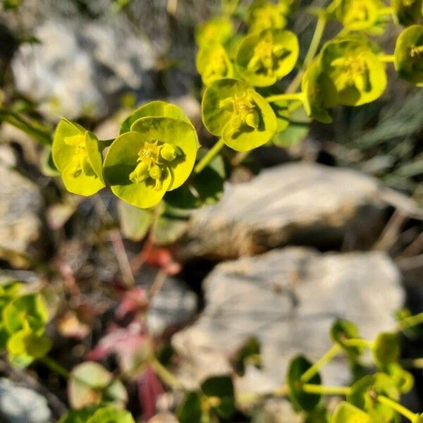 Euphorbia segetalis ফুল