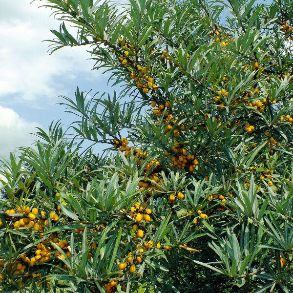 Hippophae rhamnoides Φύλλο