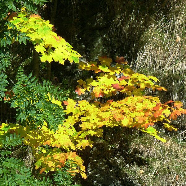 Acer saccharum Φύλλο