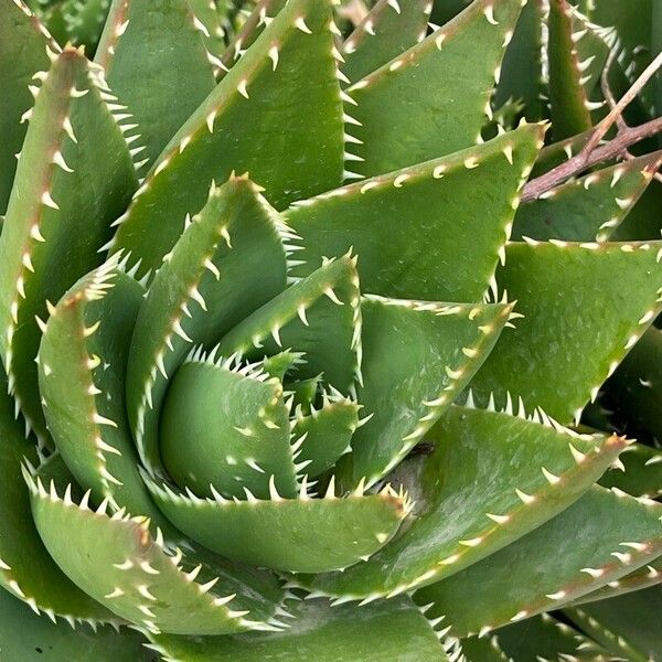 Aloe brevifolia Leaf