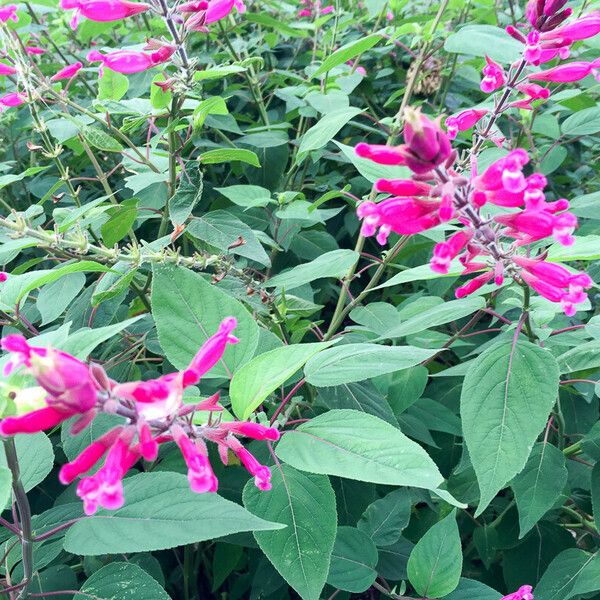 Salvia involucrata Çiçek