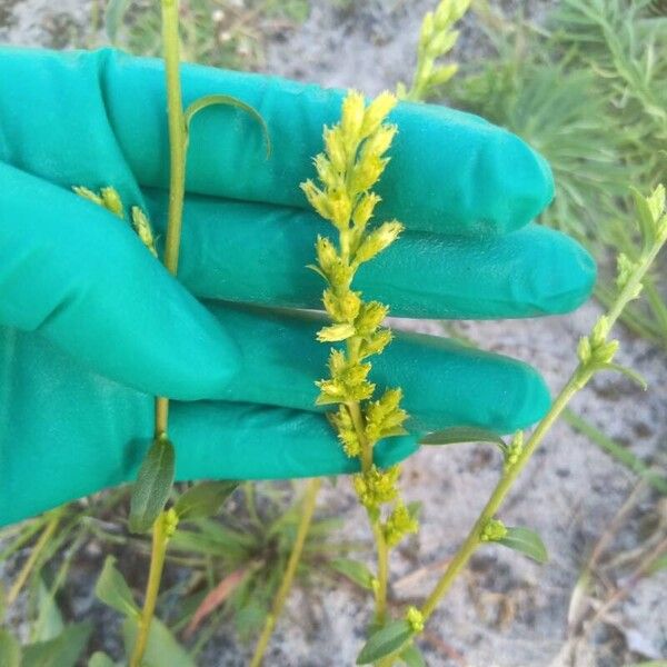 Solidago virgaurea Flower