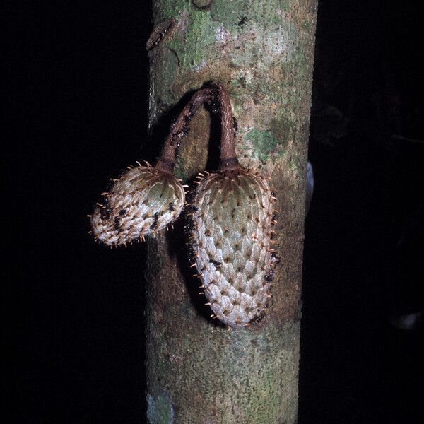 Annona foetida Corteccia