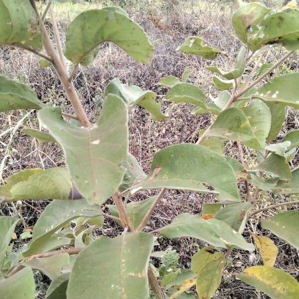 Solanum mauritianum Hoja