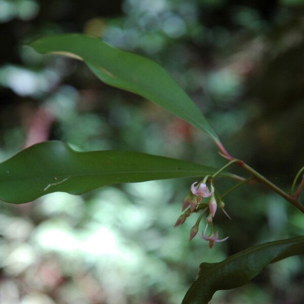 Ardisia elliptica Blüte