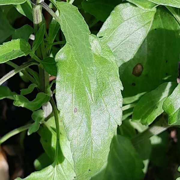 Salvia farinacea Blad