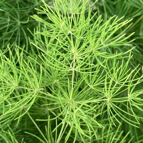 Asparagus tenuifolius 葉