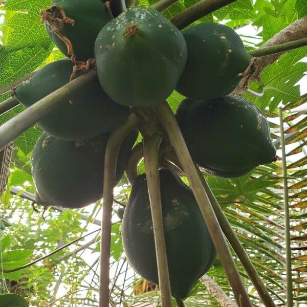 Carica papaya Vrucht