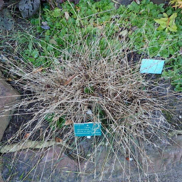 Carex oederi Συνήθη χαρακτηριστικά