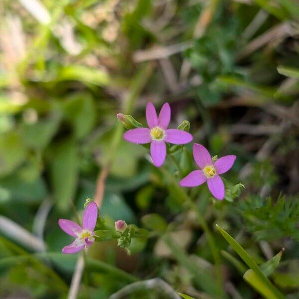 Centaurium pulchellum Květ