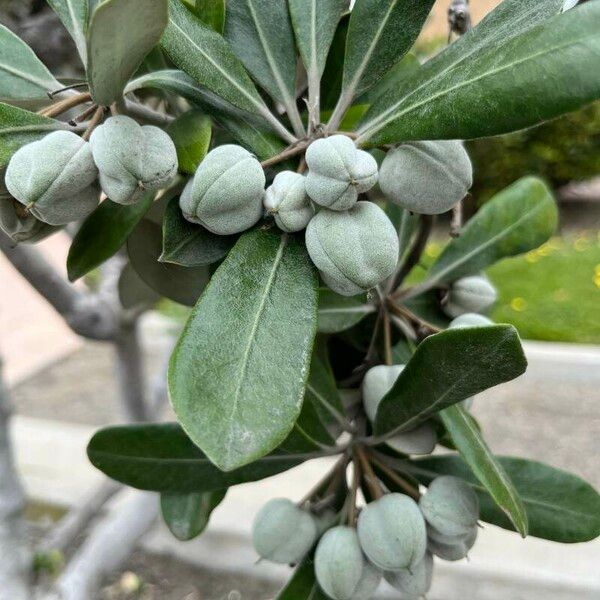 Pittosporum crassifolium Meyve