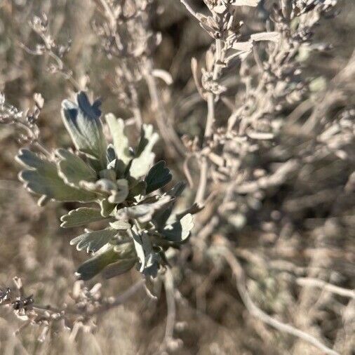 Artemisia tridentata Flower