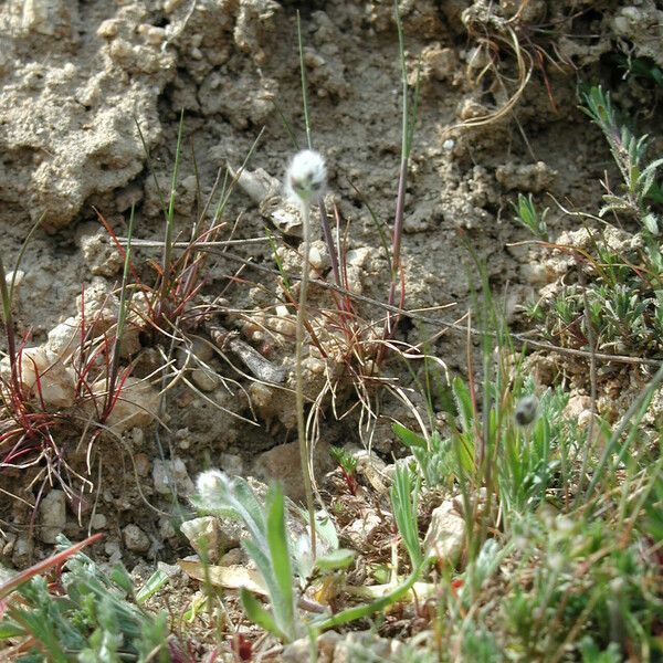 Plantago bellardii Kukka