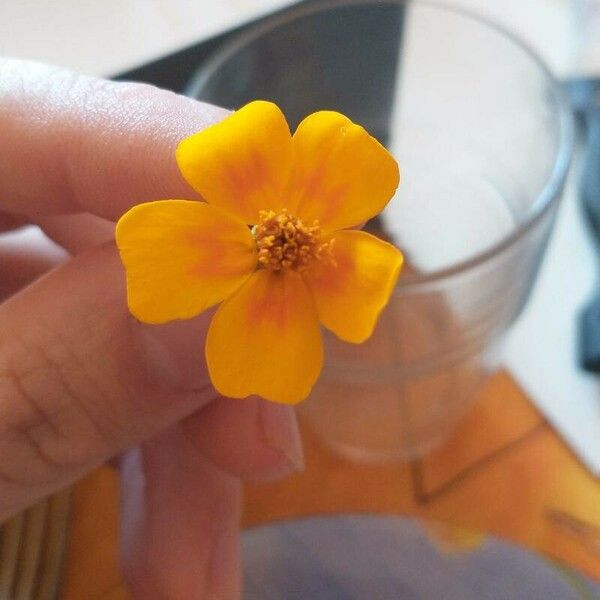 Tagetes tenuifolia Flower