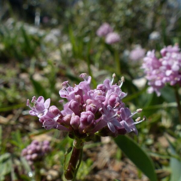 Valeriana tuberosa Flor