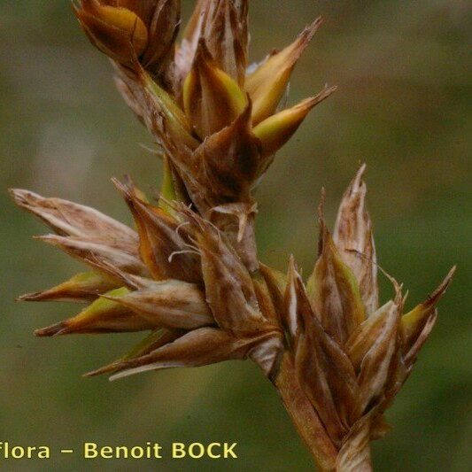 Carex colchica Fruct